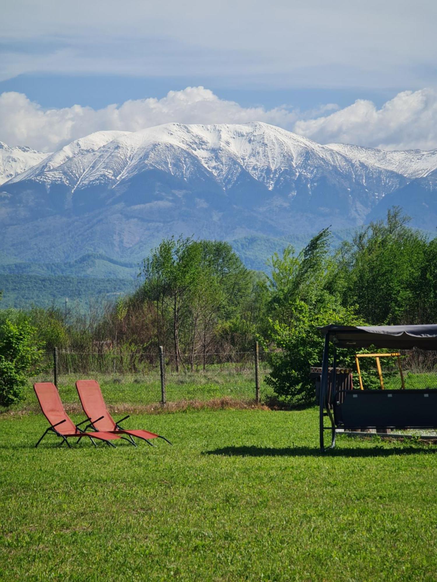 Casute In Mijlocul Naturii - Wild Camp 阿夫里格 外观 照片